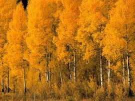 Aspen Trees, Montana - - ID 31138.jpg (click to view)