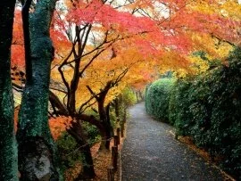 Autumn Colors, Kyoto, Japan - - ID 413.jpg (click to view)
