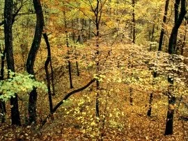 Autumn Forest, Percy Warner Park, Nashville, Ten.jpg (click to view)