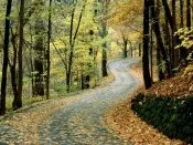 Autumn Road, Percy Warner Park, Nashville, Tenne.jpg