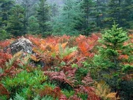 Colorful Ferns in Autumn, Acadia National Park, .jpg (click to view)