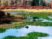 Fall Pond, Ricketts Glen State Park, Pennsylvani.jpg