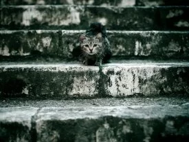 Gray Cat on the stairs
