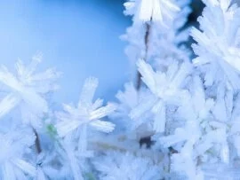Hoar Frost, Purcell Mountains, Br.jpg (click to view)