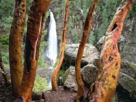 Madrone Trees and Barr Creek Falls, Mill Creek R.jpg (click to view)