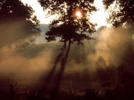 Morning Mist - - ID 18862.jpg