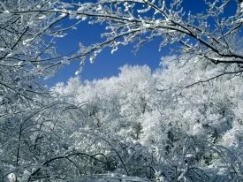 Snow-Covered Trees, Percy Warner .jpg