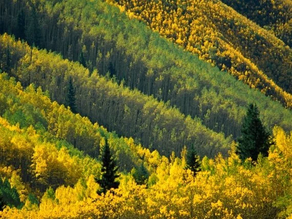 Splash of Gold, Maroon Creek Valley, White River.jpg (click to view)