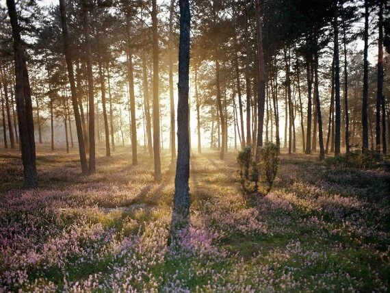 Sunlight and the Wild Forest Floor (click to view)
