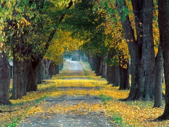 Tree-Lined Roadway, Louisville, Kentucky - 1600x.jpg (click to view)