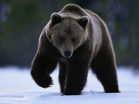 Wild Bear (click to view)