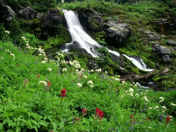 Wildflowers and Cool Waters, Mount Adams, Washin.jpg (click to view)