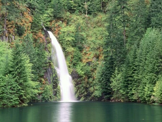 Willamette National Forest, Oregon - -.jpg (click to view)