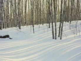 Winter Birch and Aspen Forest, Al.jpg