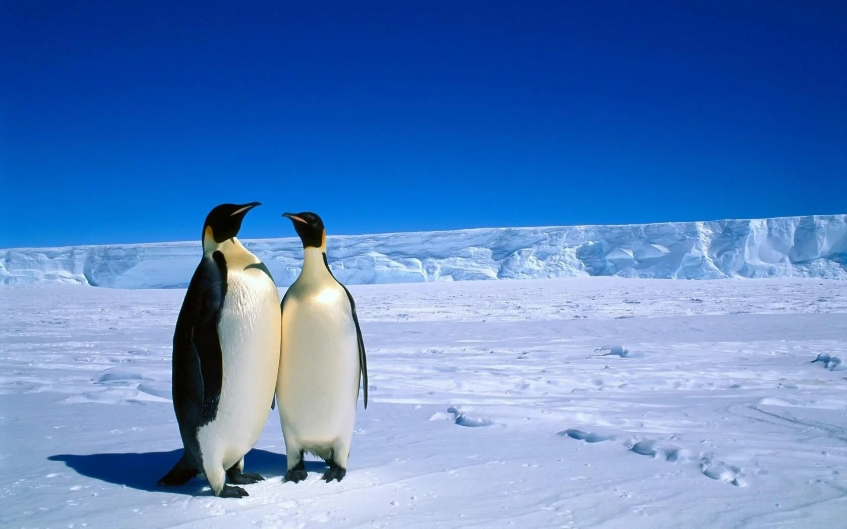 Winter Antarctica Penguins
