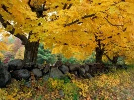 A Golden Season in New England - - ID .jpg (click to view)
