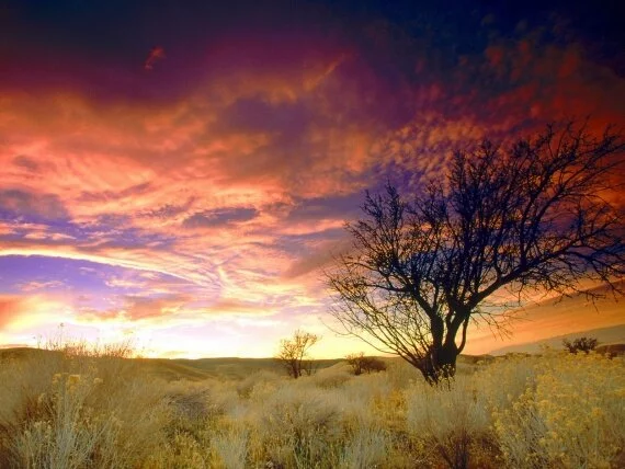 Almond Tree, Antelope Valley, California - 1600x.jpg (click to view)