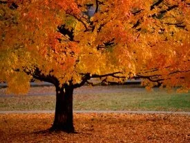 An Autumn Beauty - - ID 34533 - PREMIU.jpg