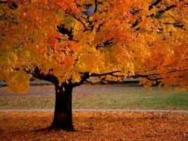 An Autumn Beauty - - ID 34533 - PREMIU.jpg (click to view)