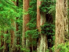 Ancient Giants, Big Basin Redwood State Park, Ca.jpg (click to view)