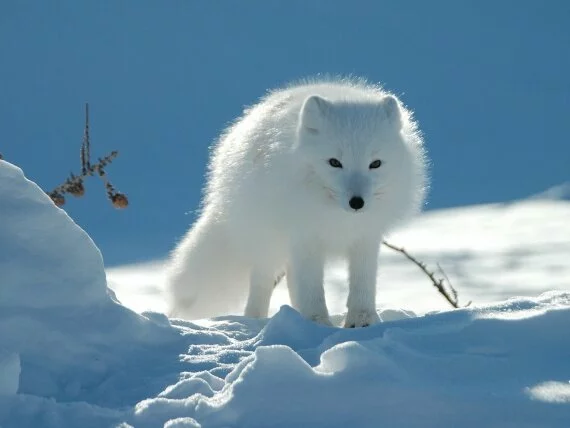 Arctic Fox (click to view)