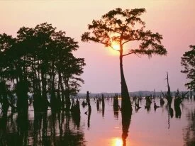 Atchafalaya Bayou, Louisiana - - ID 31.jpg