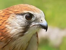 Australian Kestrel Falcon