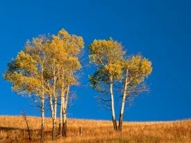 Autumn Aspen Trees, Yellowstone National Park, W.jpg