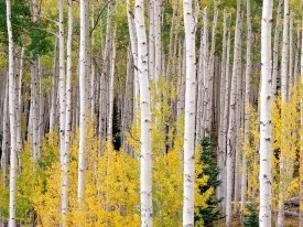 Autumn Aspens, Colorado - - ID 42183 -.jpg