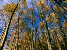 Autumn Aspens, Hidden Lake, Alaska - -.jpg