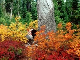 Autumn at Heather Meadows, North Cascades, Washi.jpg