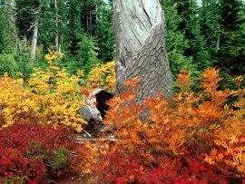 Autumn at Heather Meadows, North Cascades, Washi.jpg (click to view)