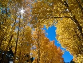 Autumn Colors, Inyo National Forest, California .jpg (click to view)