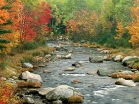 Autumn Colors, White Mountains, New Hampshire - .jpg