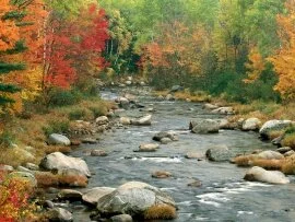 Autumn Colors, White Mountains, New Hampshire - .jpg (click to view)