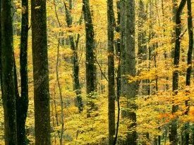 Autumn Forest, Great Smoky Mountains National Pa.jpg
