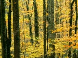 Autumn Forest, Great Smoky Mountains National Pa.jpg (click to view)