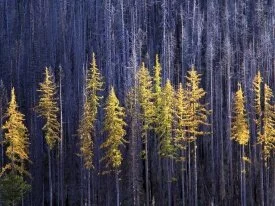 Autumn Larch Trees, Colville National Forest, Wa.jpg