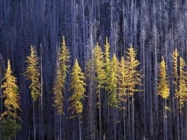 Autumn Larch Trees, Colville National Forest, Wa.jpg (click to view)