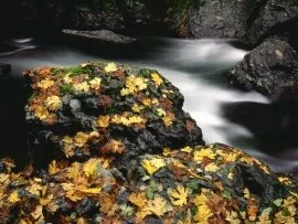 Autumn Leaf Covered Rock, Elk River, Oregon - 16.jpg (click to view)