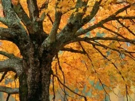 Autumn Maple, Bass Lake, North Carolina - 1600x1.jpg (click to view)