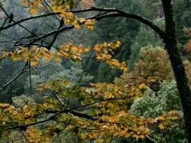 Autumn Maple, Great Smoky Mountains, Tennessee -.jpg