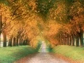 Autumn Road, Cognac Region, France - -.jpg