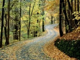 Autumn Road, Percy Warner Park, Nashville, Tenne.jpg (click to view)