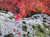 Autumn Vine Maple and Lichens - - ID 3.jpg