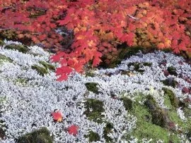 Autumn Vine Maple and Lichens - - ID 3.jpg (click to view)