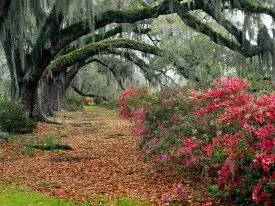 Azaleas and Live Oaks, Magnolia Plantation, Char.jpg