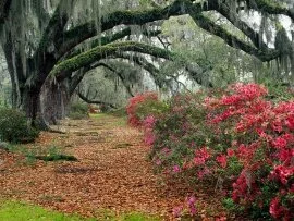 Azaleas and Live Oaks, Magnolia Plantation, Char.jpg (click to view)