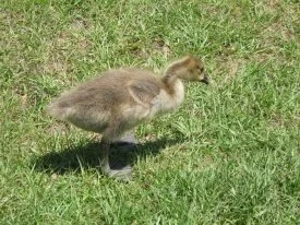 baby duck, Bonita Lakes, Meridian, Ms