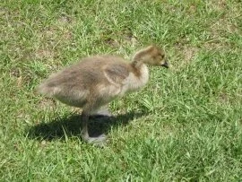 baby duck, Bonita Lakes, Meridian, Ms (click to view)
